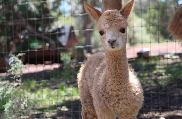 Nouvelle inscription - Mystic Pines Alpacas and Fiber Processing vous souhaite la bienvenue !!