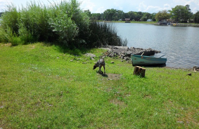 NOUVEAU! 4 Acre Lakefront Cabin dans les grands pins