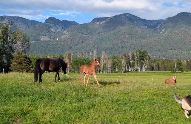 New! Avail 4th of July! 13-person cabin. Hot tub on roof, 15 mins to Flathead Lk