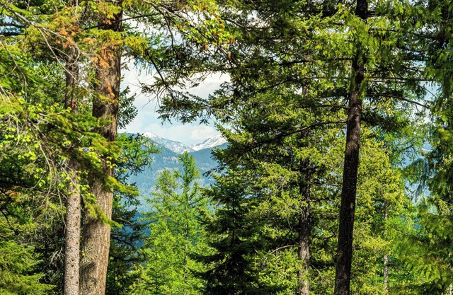 Vintage cozy cabin near Whitefish, Montana