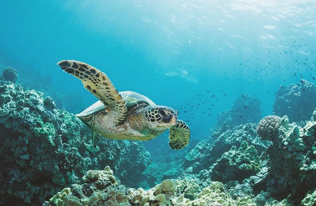 Joyau récemment rénové à Hawaiian Shores
