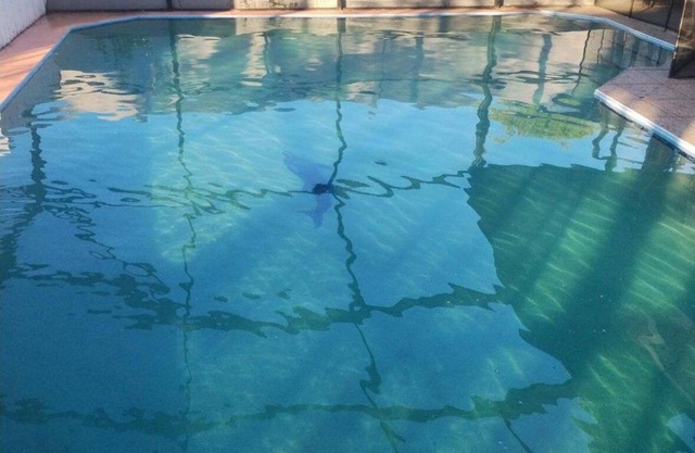 Nice 4/3 home, with swimming pool very quiet neighborhood,