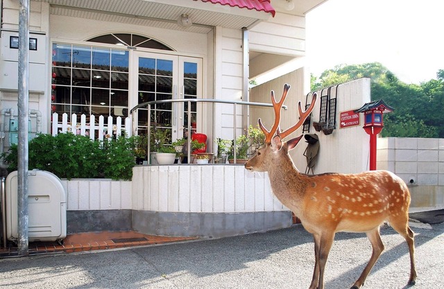 No SmokingTwin Room / Nara Nara