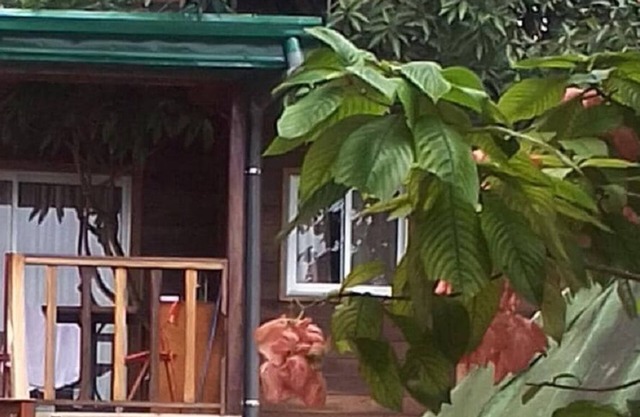 Cabane à Noé dans un Manguier centenaire