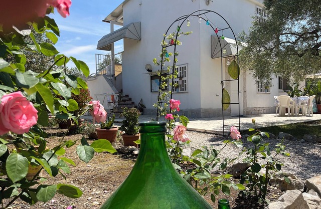 Villa Méditerranée au premier plan des oliviers