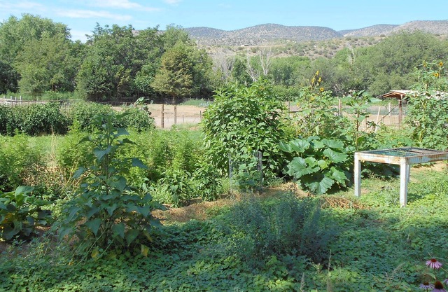 Oasis par le désert