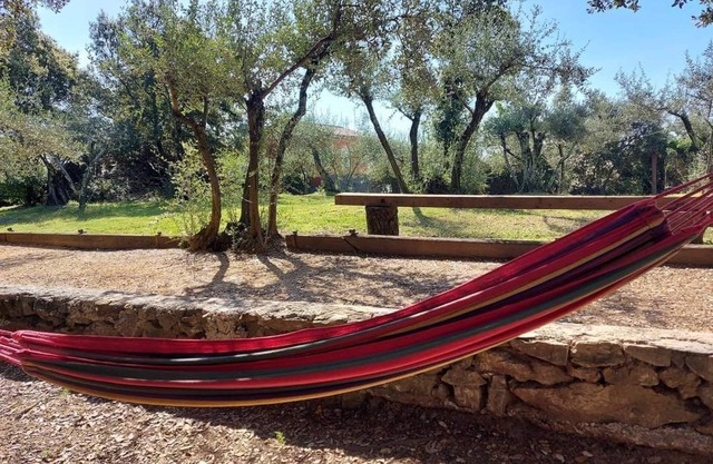 Olive trees