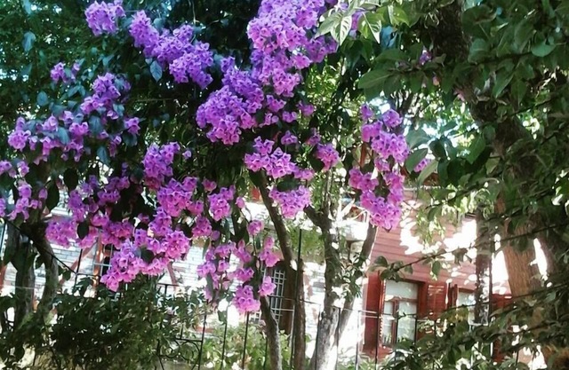 Orhan Kutbay'in Evi Turyolu Cafe Pansiyon