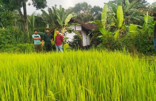 Oryza
