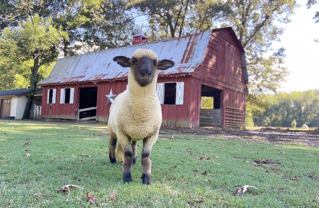 Séjour paisible à la ferme à Lofton Acres