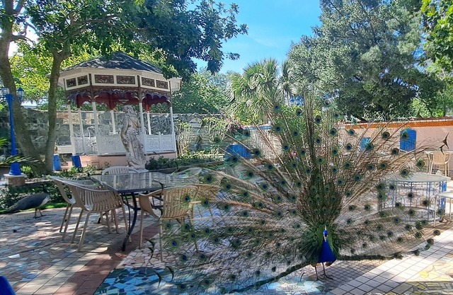 Peacock Estate: botanical gardens, art galleries, 1min to downtown, 5 to beach