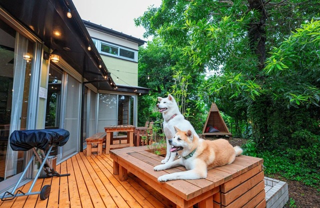 Pet friendly designers house / Ito Shizuoka