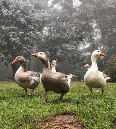 Posada Tanti El Durazno