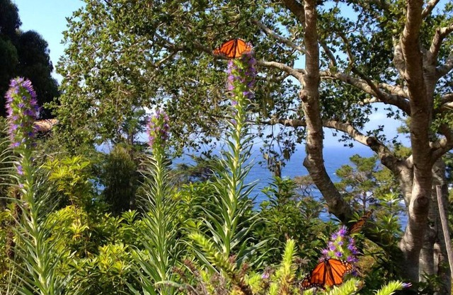Vues immaculées de la nature et de l'océan à côté de l'auberge Highlands à Carmel Highlands