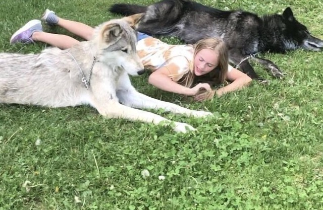 Retraite rustique: chalet et parc aux cerfs