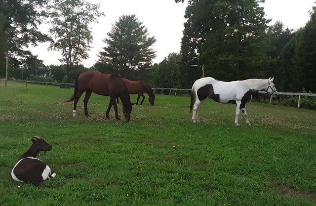 Calme, 3 chambres, retraite de ferme de cheval