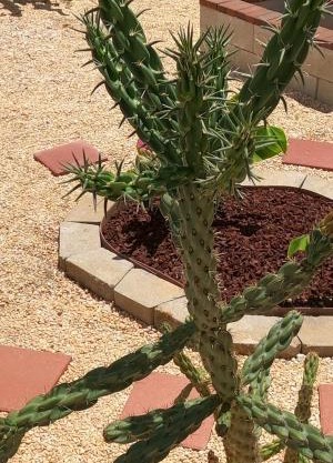 Ranch with Cactuses