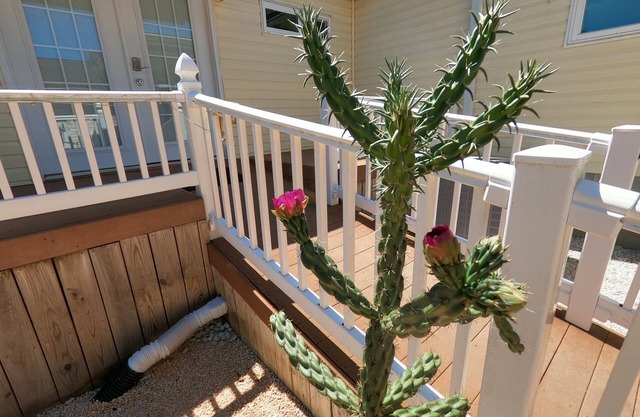 RANCH WITH CACTUSES weekly and monthly rentals up to 35% OFF +++++No linen fee