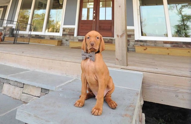 Red Dog Farms Modern Studio Apt