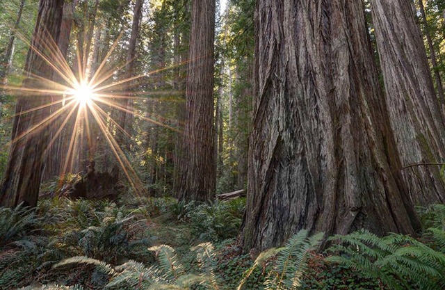 Rio Dell Redwood Retreat