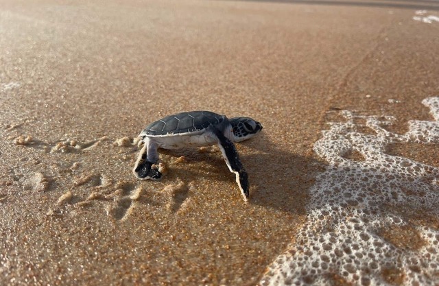 Relax by the sea!