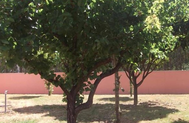 Ribeirotel