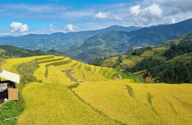 Riz d'Or Ermitage - Hoang Su Phi