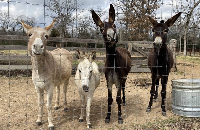 Rockn Rowdy Ranch - Ranch exotique et escapade au Texas