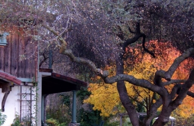 Suite Romantique Sequoia River