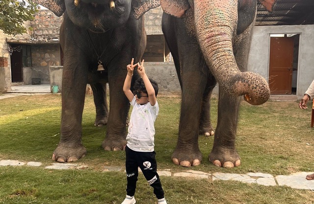 Room 3 - You can spend time with elephants by going close them