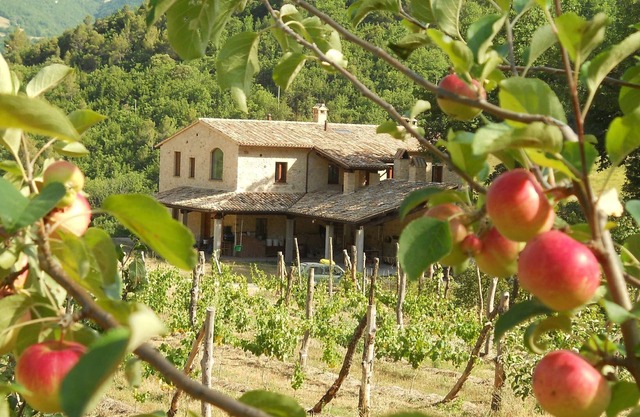 Località Il Piano Appartement "I Fichi"