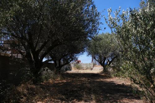 Rustic Tent Hideaway in a Secluded Olive Grove right next to the Gouves Beach