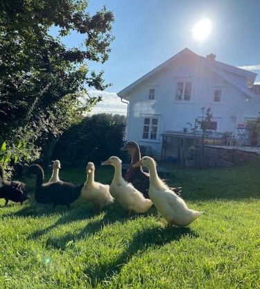 Sørlandshus i skjærgården Anneks