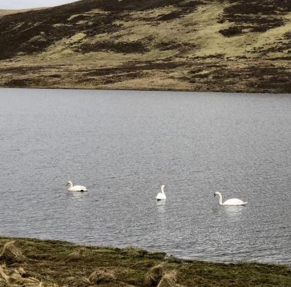 Scalloway Caravan Park