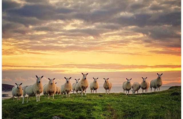 ÎLE HOPPING DE L'ÎLE D'ARRAN ET L'ÎLE D'ISLAY