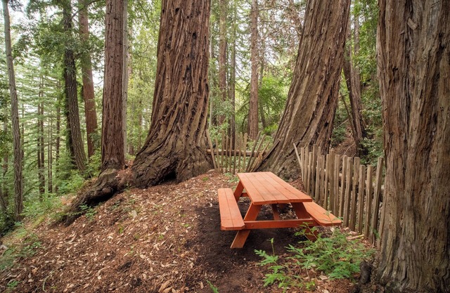 Secluded Small Rustic Camping Cabin In the Redwoods in 45acre Mountain Retreat