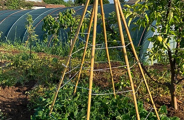 Serbian Farmhouse with vegetable & fruit garden