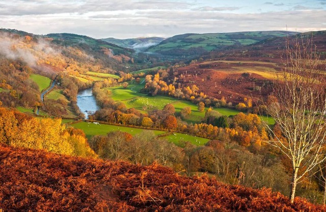 Sgrech y coed - Jay