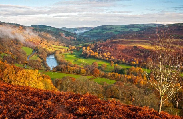 Sgrech y coed - Jay
