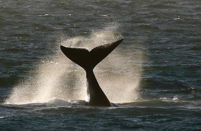 Spitzeseafront . .Beachfront, Whale watching