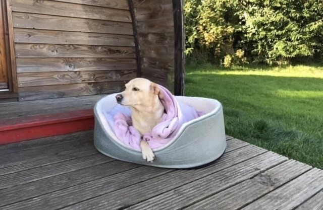 Pet Friendly-Cabine-Espace sanitaire