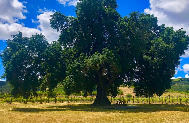 #StayHere LP 3 Paso Robles Country Cottage Netflix Series Stay Here
