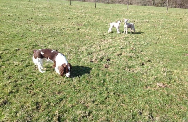 Stunning family friendly Rural Devonshire Hideaway