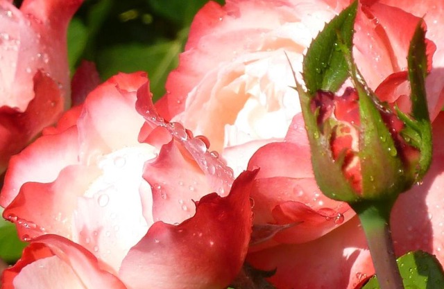 Sunny Flowerside