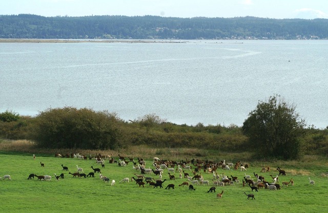 * Nouvelle inscription * The Alpaca Retreat - Ferme de luxe avec vue sur l'eau!