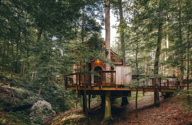 The Beech Treehouse-Maison dans les arbres-Salle de bain privée séparée-Standard