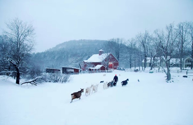 la ferme à Big Picture Farm
