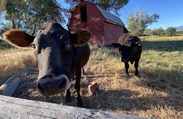 The farmhouse has fast WiFi with new memory mattresses!