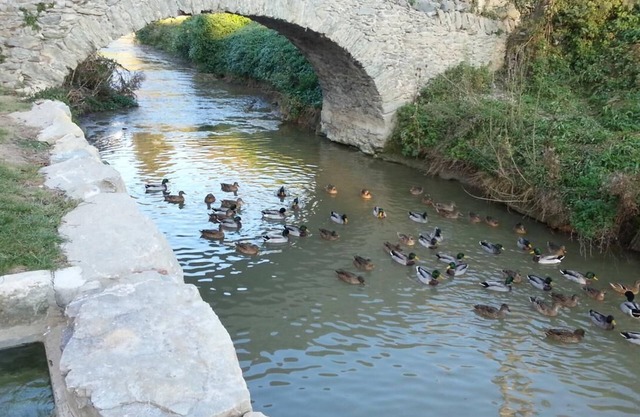 The Freixe de l'Ylla