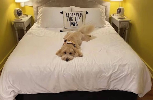The Lemon Drop. 💛A Pup’s Dream Vacay!